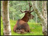 Norvège Bardu Polar Zoo