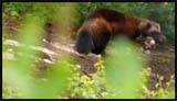 Norvège Bardu Polar Zoo