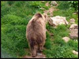 Norvège Bardu Polar Zoo