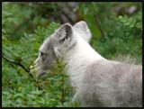 Norvège Bardu Polar Zoo