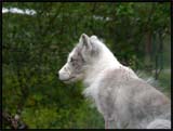 Norvège Bardu Polar Zoo