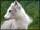 Norvège Bardu Polar Zoo
