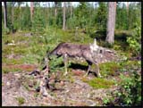 Finlande Pieni Karhunkierros
